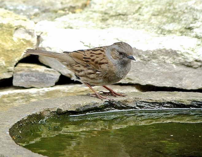 hedge sparrow